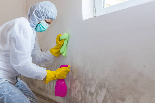 Best Mold Prevention Services  in Marlton, MD